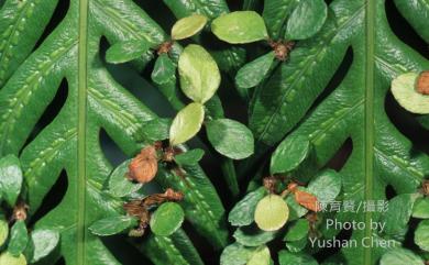 Woodwardia prolifera 珠芽狗脊蕨