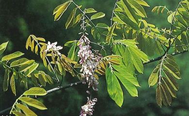 Millettia pachycarpa Benth. 臺灣魚藤