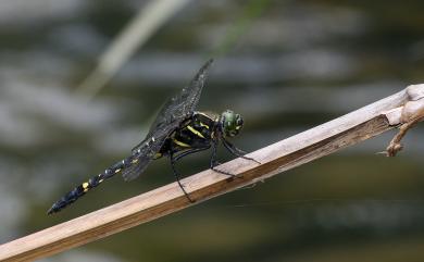 Onychothemis testacea tonkinensis Martin, 1904 琥珀蜻蜓