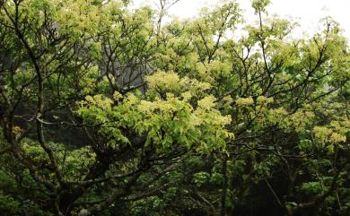 Euscaphis japonica (Thunb.) Kanitz 野鴉椿