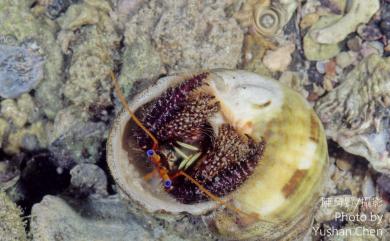 Clibanarius corallinus (H. Milne Edwards, 1848) 珊瑚細螯寄居蟹