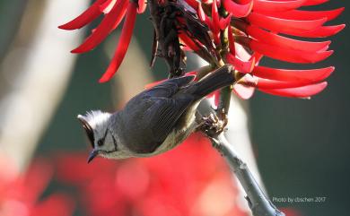 Yuhina brunneiceps Ogilvie-Grant, 1906 冠羽畫眉