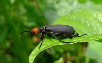 Epicauta hirticornis (Haag-Rutenburg, 1880) 豆芫青