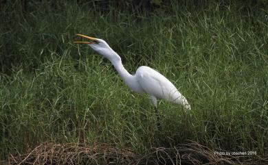 Ardea alba modesta Gray, 1831 大白鷺