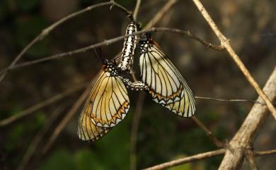 Acraea issoria formosana (Fruhstorfer, 1912) 苧麻珍蝶