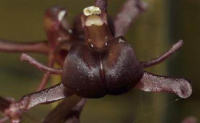 Liparis nervosa (Thunb.) Lindl. 紅花羊耳蒜