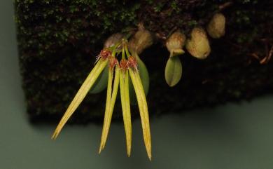 Bulbophyllum ciliisepalum T.C.Hsu & S.W.Chung 毛緣萼豆蘭