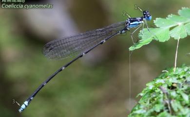 Coeliccia cyanomelas Ris, 1912 青黑琵蟌