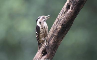 Dendrocopos canicapillus (Blyth, 1845) 小啄木