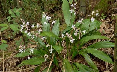 Calanthe arisanensis 阿里山根節蘭