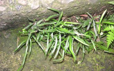 Pteris ryukyuensis 琉球鳳尾蕨