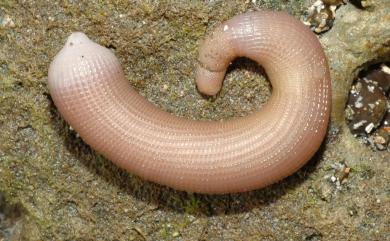 Siphonosoma vastum (Seleenka & Bulow, 1883) 巨型管體星蟲