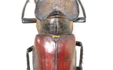 Lucanus maculifemoratus taiwanus Miwa, 1936 高砂深山鍬形蟲