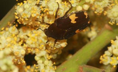 Clinteria aeneofusca Bourgoin, 1915 灰斑擬黑花金龜