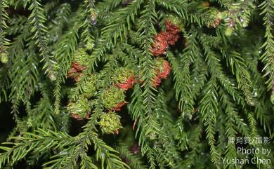 Cryptomeria japonica 柳杉