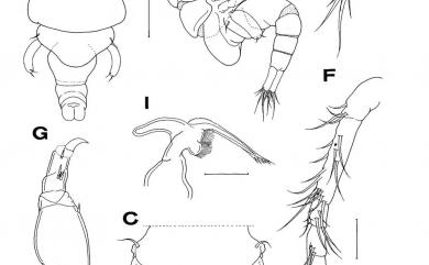 Allopodion ryukyuensis Kim I.H. & Yamashiro, 2007 琉球異錨珊虱
