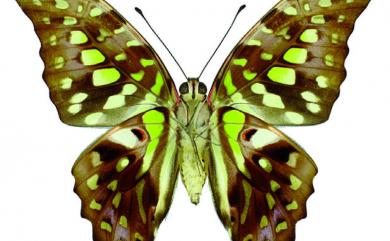 Graphium agamemnon (Linnaeus, 1758) 翠斑青鳳蝶