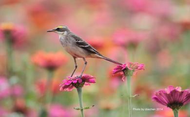 Motacilla tschutschensis taivana (Swinhoe, 1861) 東方黃鶺鴒(黃眉亞種)