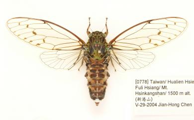 Euterpnosia madawdawensis Chen, 2005 新港山姬春蟬