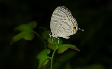 Jamides celeno lydanus (Fruhstorfer, 1910) 白雅波灰蝶