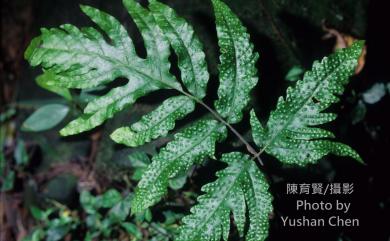 Tectaria phaeocaulis (Rosenst.) C.Chr. 蛇脈三叉蕨