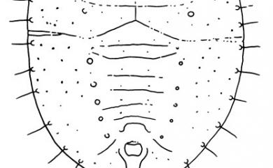 Pealius kankoensis Takahashi, 1933 乾溝皮粉蝨