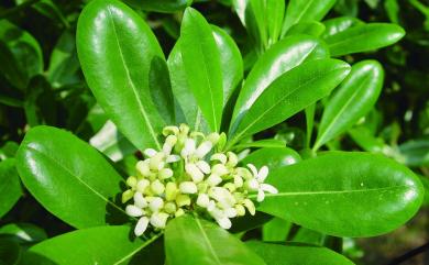 Pittosporum tobira (Thunb.) W.T. Aiton 海桐