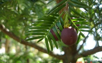 Cephalotaxus wilsoniana Hayata 臺灣粗榧