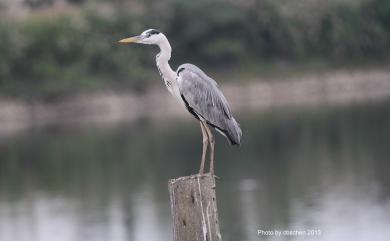 Ardea cinerea jouyi 蒼鷺