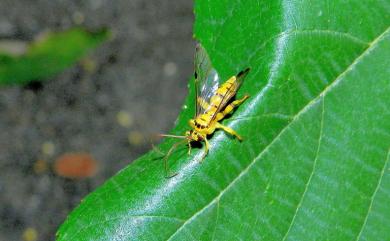 Xanthopimpla pedator (Fabricius, 1775) 松毛蟲黑點瘤姬蜂