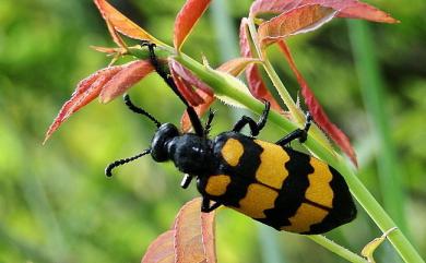 Hycleus phaleratus (Pallas, 1781) 大橫紋芫青