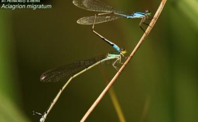 Aciagrion migratum (Selys, 1876) 針尾細蟌