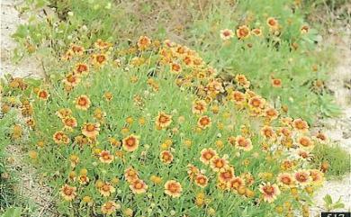 Gaillardia pulchella 天人菊