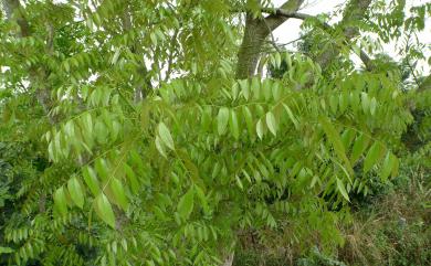 Swietenia mahagoni (L.) Jacq. 桃花心木