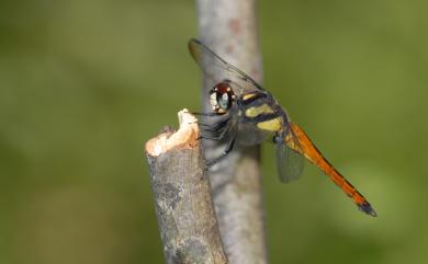 Lyriothemis flava Oguma, 1915 樹穴蜻蜓