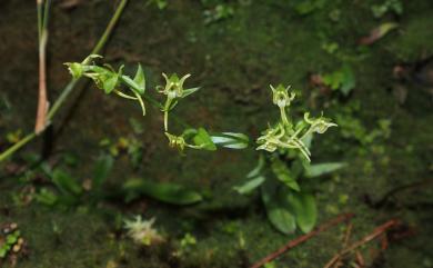 Platanthera formosana (T.P.Lin & K.Inoue) Efimov 惠粉蝶蘭