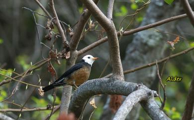 Turdus niveiceps Hellmayr, 1919 白頭鶇