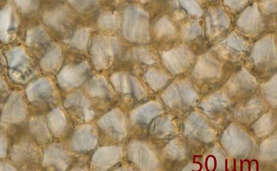 Metzgeria pubescens (Schrank) Raddi 毛叉蘚