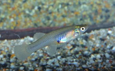 Gambusia affinis (Baird & Girard, 1853) 食蚊魚