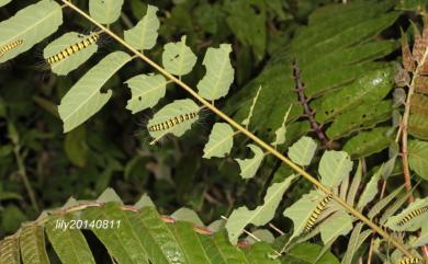 Eligma narcissus (Cramer, 1775) 臭椿皮蛾