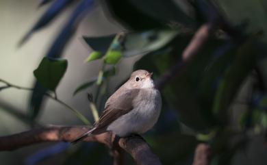 Ficedula parva (Bechstein, 1792) 紅胸鶲