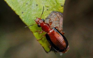 Parena latecincta (Bates, 1873)