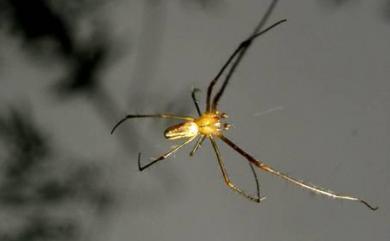 Leucauge blanda L.Koch, 1878 肩斑銀腹蛛