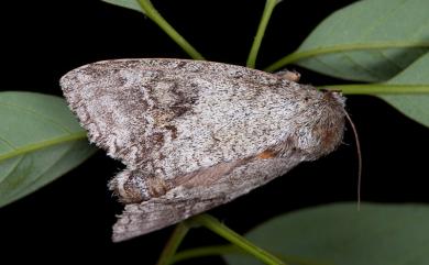 Mesophalera sigmata Butler, 1877 間掌舟蛾