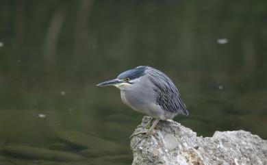 Butorides striata carcinophila 綠簑鷺