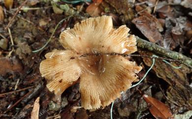 Russula laurocerasi Melzer 擬臭黃菇