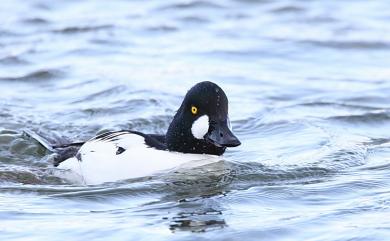 Bucephala clangula clangula (Linnaeus, 1758) 鵲鴨