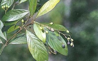 Phoebe formosana Hayata 臺灣雅楠