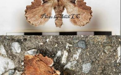 Takanea excisa excisa (Wileman, 1910) 紅枯葉蛾