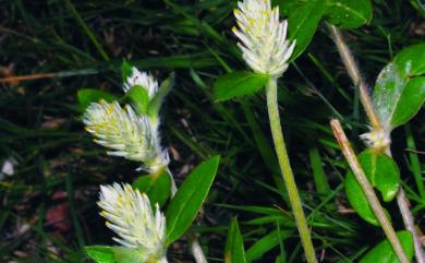 Gomphrena celosioides Mart. 假千日紅